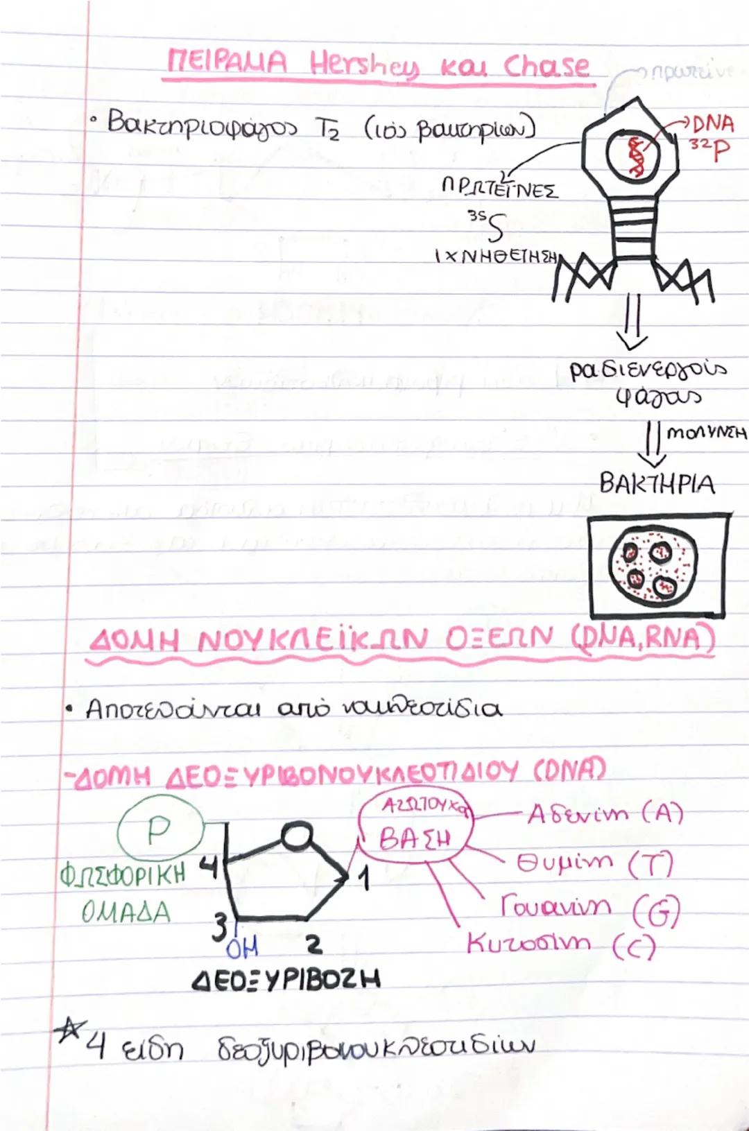 19/11/24
Β' ΤΕΥΧΟΣ
ΚΕΦ. 1 ΤΟ ΓΕΝΕΤΙΚΟ ΥΛΙΚΟ,
1. ΠΕΙΡΑΜΑ Griffith
• Βακτήριο πνευμονιόκοκκος
- Στέλεχος με
Κάλυμμα
- Στέλεχος
χωρίς
κάλυμμα
Ζ