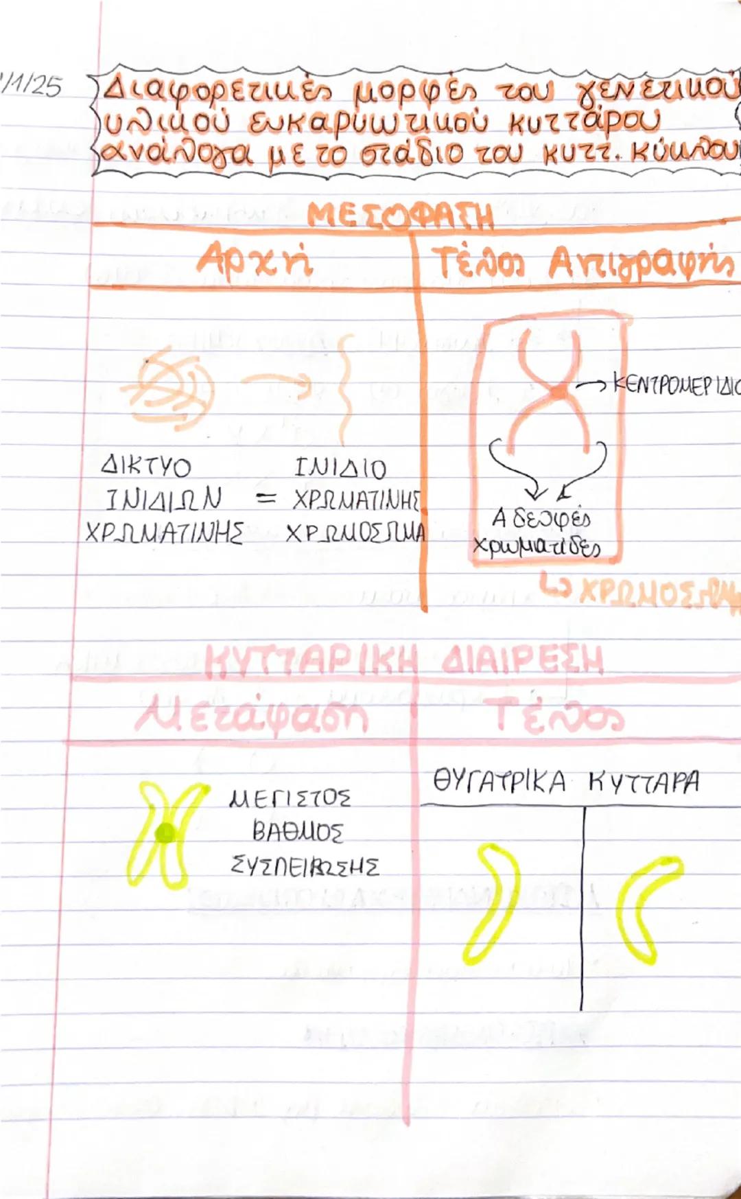 19/11/24
Β' ΤΕΥΧΟΣ
ΚΕΦ. 1 ΤΟ ΓΕΝΕΤΙΚΟ ΥΛΙΚΟ,
1. ΠΕΙΡΑΜΑ Griffith
• Βακτήριο πνευμονιόκοκκος
- Στέλεχος με
Κάλυμμα
- Στέλεχος
χωρίς
κάλυμμα
Ζ