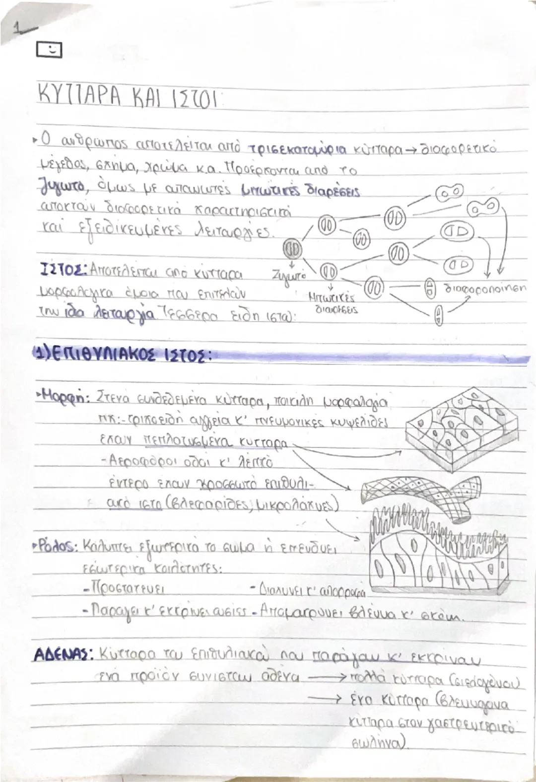 Βιολογία Α' Λυκείου: Αναπαραγωγή και Κυκλοφορικό Σύστημα