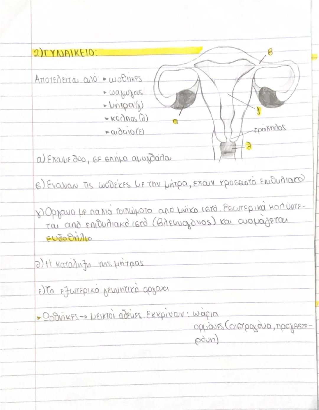 # ΚΥΤΤΑΡΑ ΚΑΙ ΙΣΤΟΙ

- Ο άνθρωπος αποτελείται από τρισεκατομμύρια κύτταρα → διαφορετικό μέγεθος, σχήμα, χρώμα κ.α. Προέρχονται από το
**ζυγω