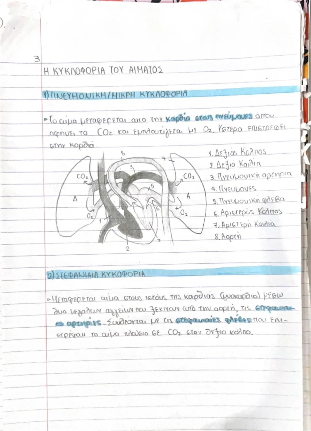 # ΚΥΤΤΑΡΑ ΚΑΙ ΙΣΤΟΙ

- Ο άνθρωπος αποτελείται από τρισεκατομμύρια κύτταρα → διαφορετικό μέγεθος, σχήμα, χρώμα κ.α. Προέρχονται από το
**ζυγω