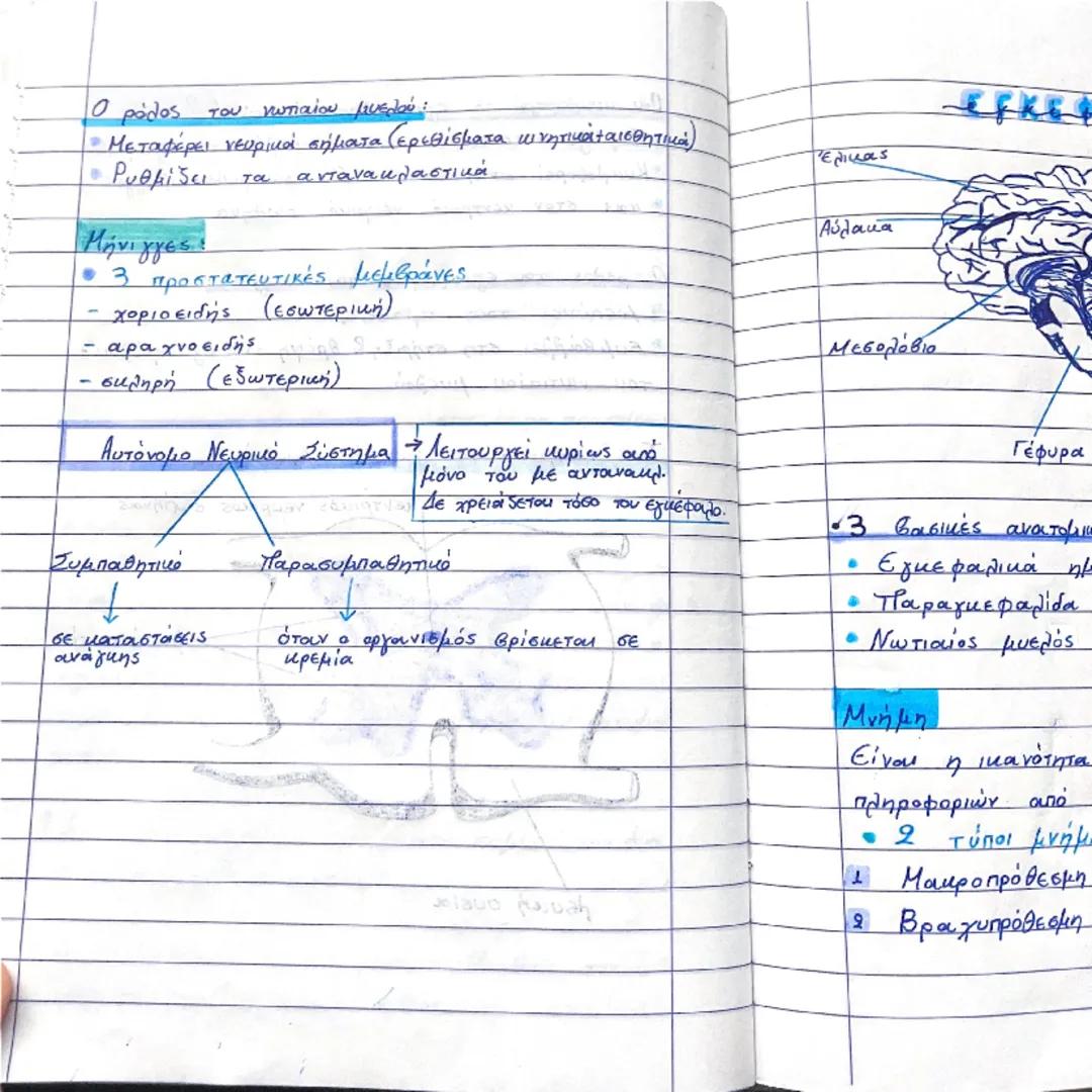 NEULIKE SUSTIMA

(ΠΝΣ)
(ΚΝΣ) 3

Περιφερικό Νευρικό σύστημα | Κεντρικό Νευρικό σύστημα

ο τα νεύρα | • Εγκέφαλος
ο συνδέει το περιβάλλον | • 