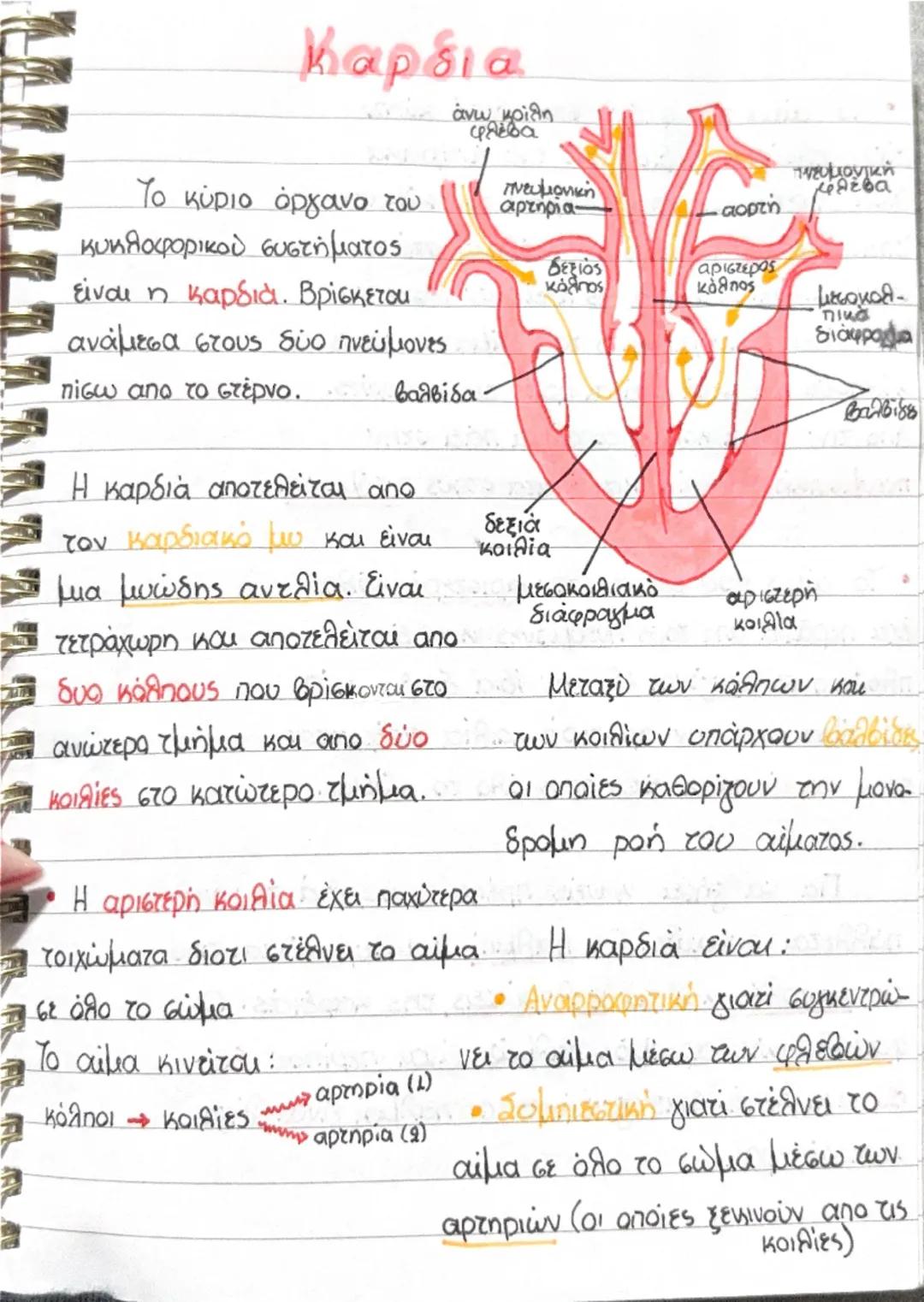 # Καρδια

Το κύριο όργανο του
κυκλοφορικού συστήματος
είναι η καρδιά. Βρίσκεται
ανάμεσα στους δύο πνεύμονες
πίσω από το στέρνο.

Η καρδιά απ