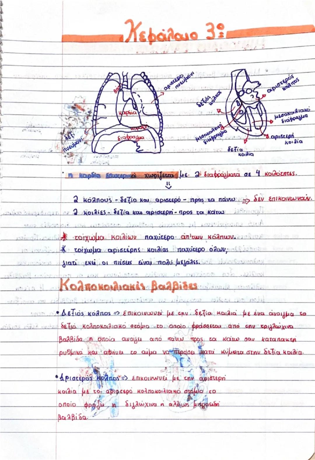 Ανατομία Γ επαλ 