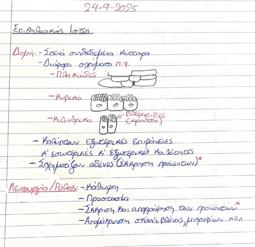 Επιθηλιακός και ερειστικος ιστός 