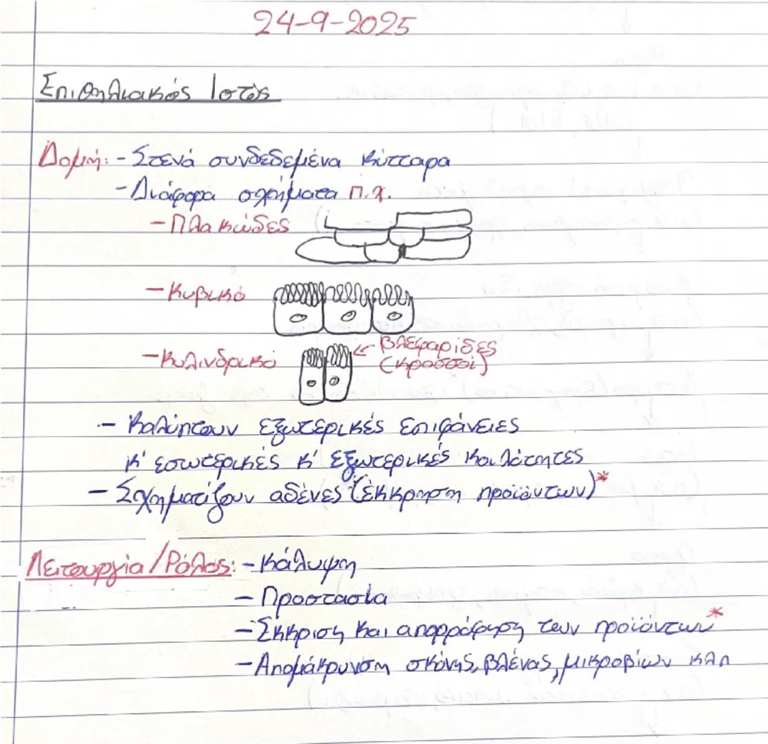 24-9-2025

Επιθηλιακός Ιστός

Δομή - Στενά συνδεδεμένα κύτταρα
- Διάφορα σχρήματα π.Χ.
- Πλακώδες
-
-
- Кирика perpren
- Κυλινδρικό παρελεφα
