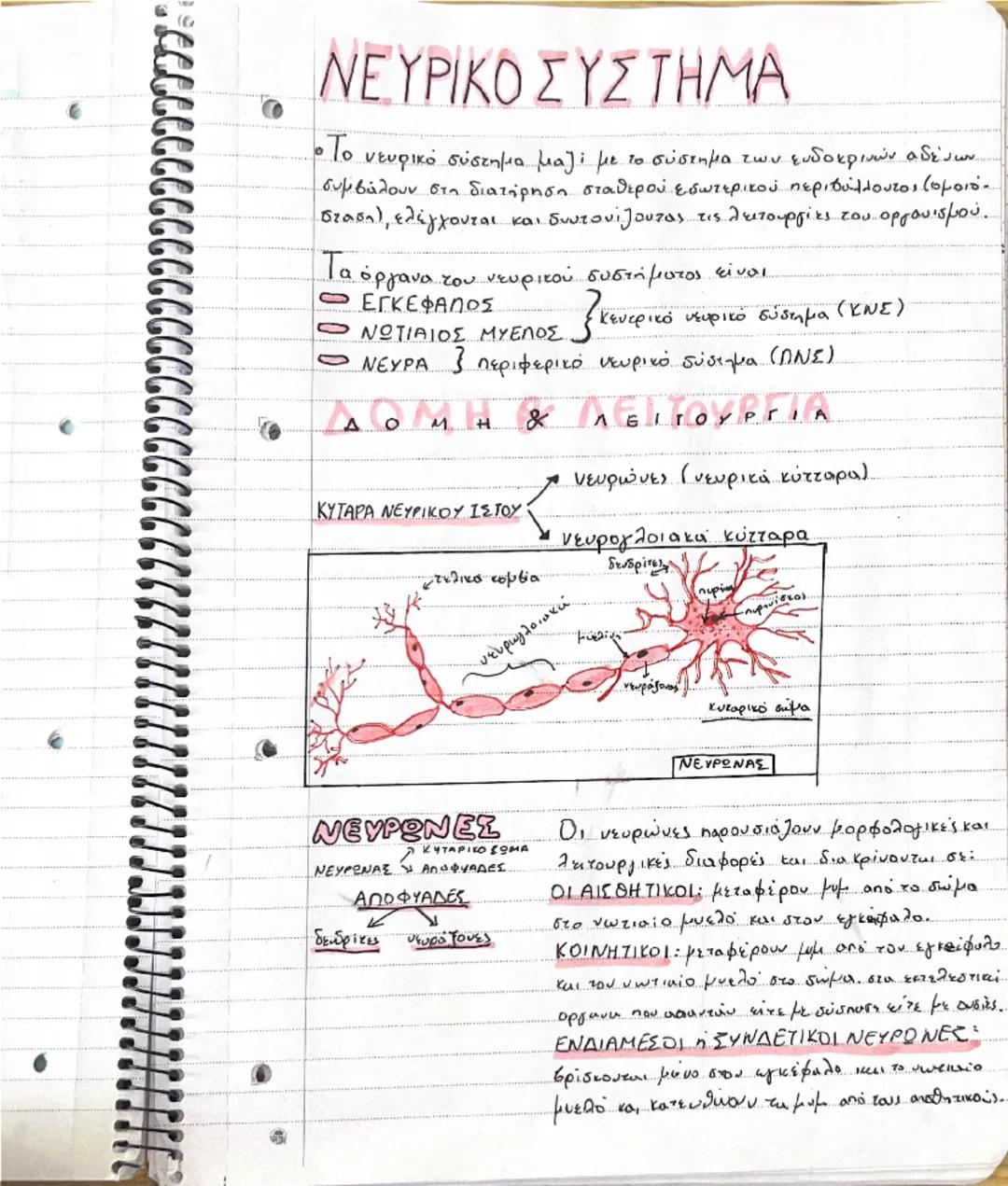 # ΝΕΥΡΙΚΟ ΣΥΣΤΗΜΑ

• Το νευρικό σύστημα μαζί με το σύστημα των
ευδοκρινών αδένων.
συμβάλουν στη διατήρηση σταθερού εσωτερικού περιβάλλοντος 