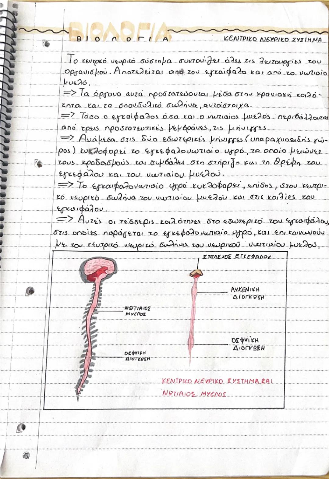 # ΝΕΥΡΙΚΟ ΣΥΣΤΗΜΑ

• Το νευρικό σύστημα μαζί με το σύστημα των
ευδοκρινών αδένων.
συμβάλουν στη διατήρηση σταθερού εσωτερικού περιβάλλοντος 