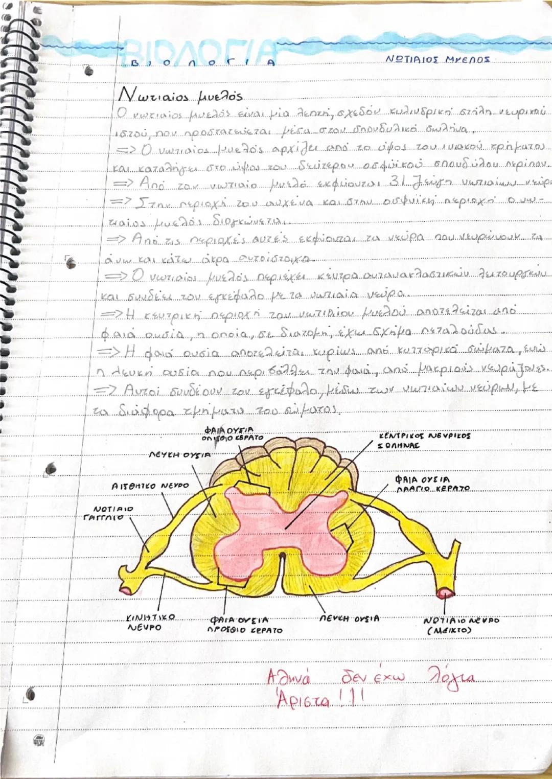 # ΝΕΥΡΙΚΟ ΣΥΣΤΗΜΑ

• Το νευρικό σύστημα μαζί με το σύστημα των
ευδοκρινών αδένων.
συμβάλουν στη διατήρηση σταθερού εσωτερικού περιβάλλοντος 