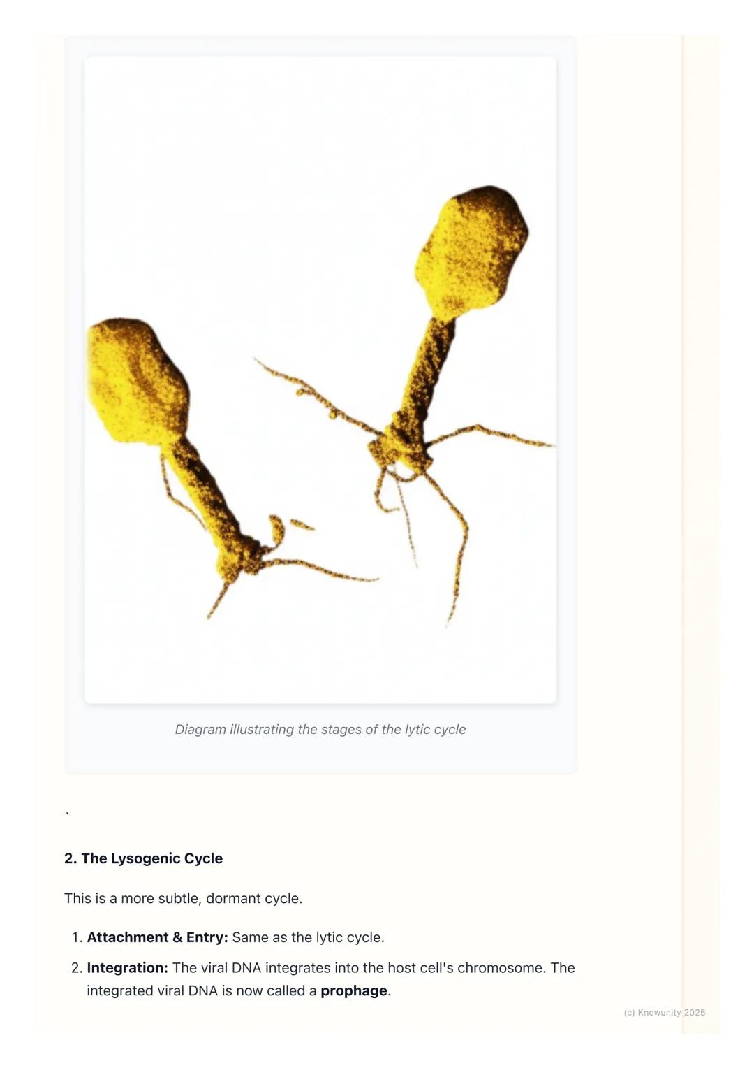 # Viruses

Introduction to viruses

Viruses are tiny, non-cellular particles that are on the borderline between living
and non-living. They 