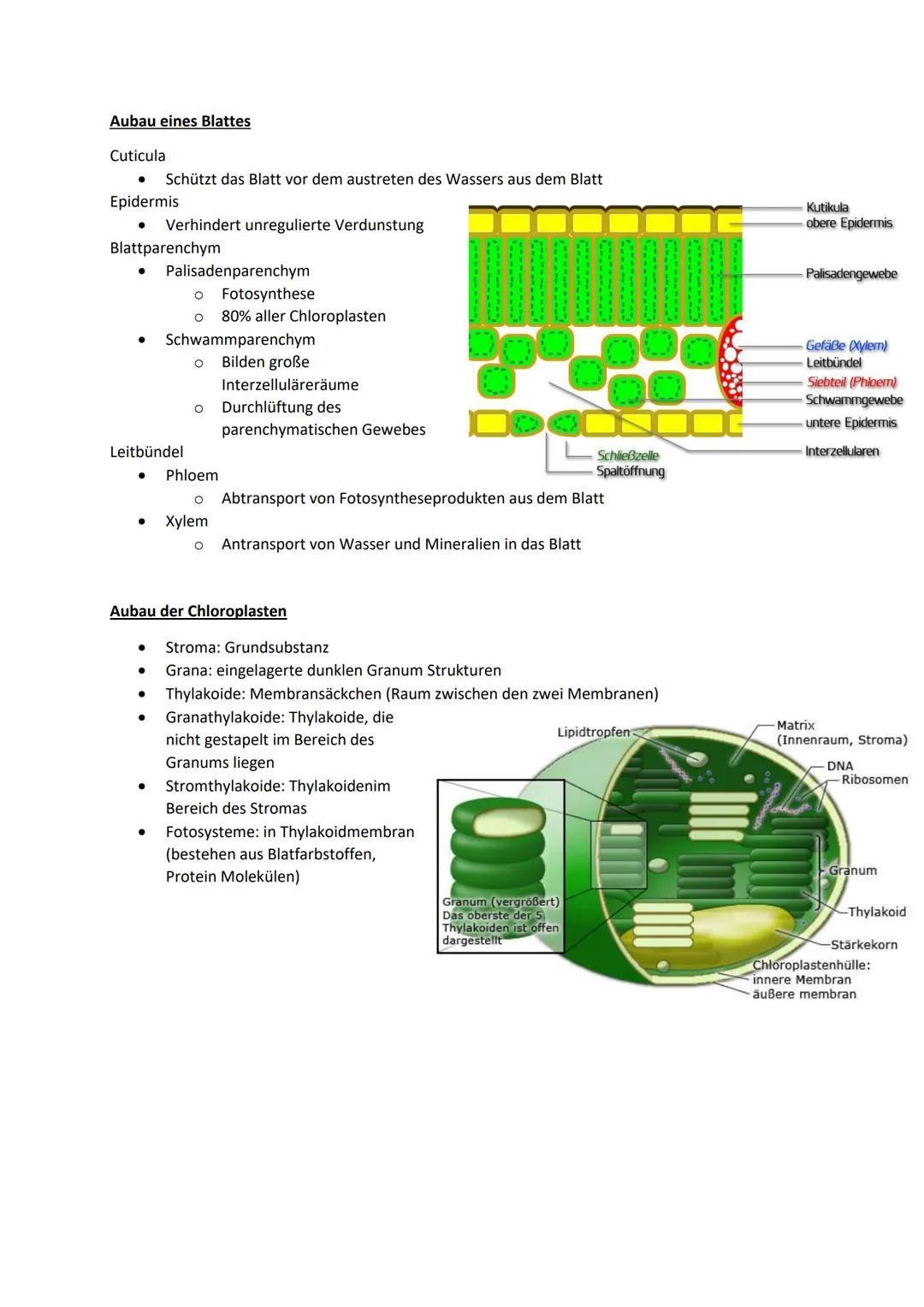 # Ökologie

Definition:

- Wechselwirkungen zwischen Organismen und ihrer Umwelt
- Beziehungen der Organismen untereinander
- Einflüsse von 