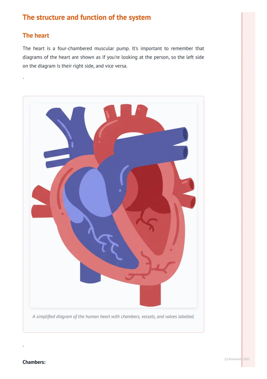 # The Circulatory System

An introduction to the circulatory system

The circulatory system is basically the body's transport network. Its m