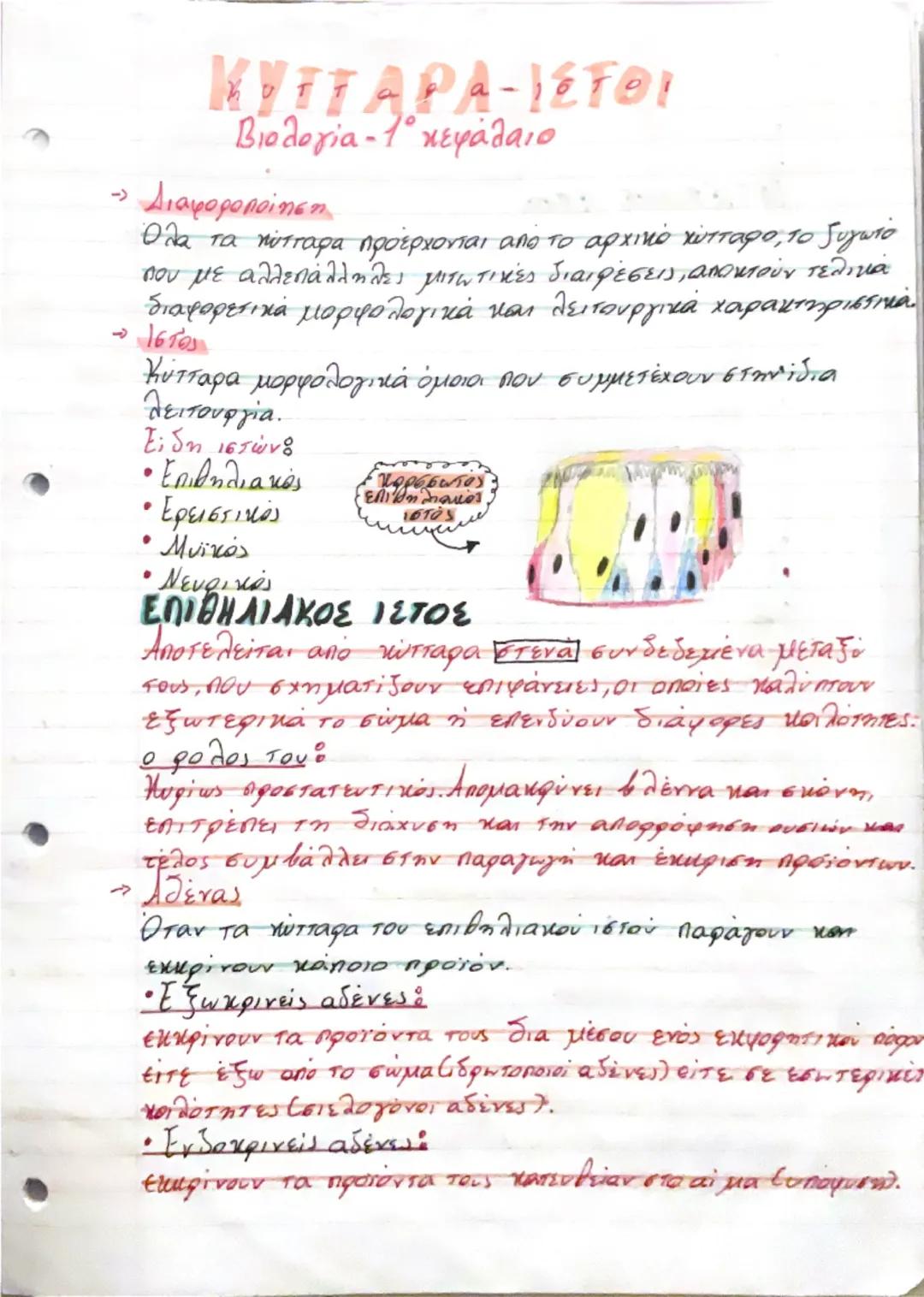 # ΚΥΤΤΑΡΑ-ΙΣΤΟ!
Βιολογία - 1ο κεφάλαιο

- Διαφοροποίηση

Όλα τα κύτταρα προέρχονται από το αρχικό χύτταρο, το ζυγωτό
που με αλλεπάλληλες μισ