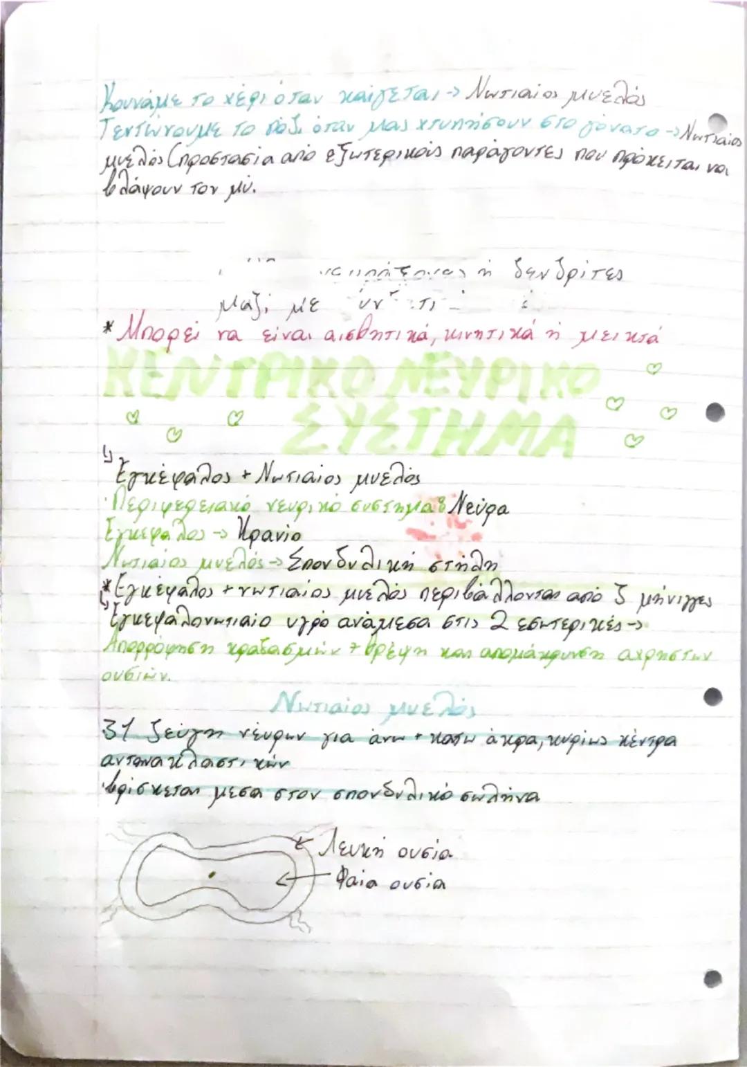 # ΚΥΤΤΑΡΑ-ΙΣΤΟ!
Βιολογία - 1ο κεφάλαιο

- Διαφοροποίηση

Όλα τα κύτταρα προέρχονται από το αρχικό χύτταρο, το ζυγωτό
που με αλλεπάλληλες μισ