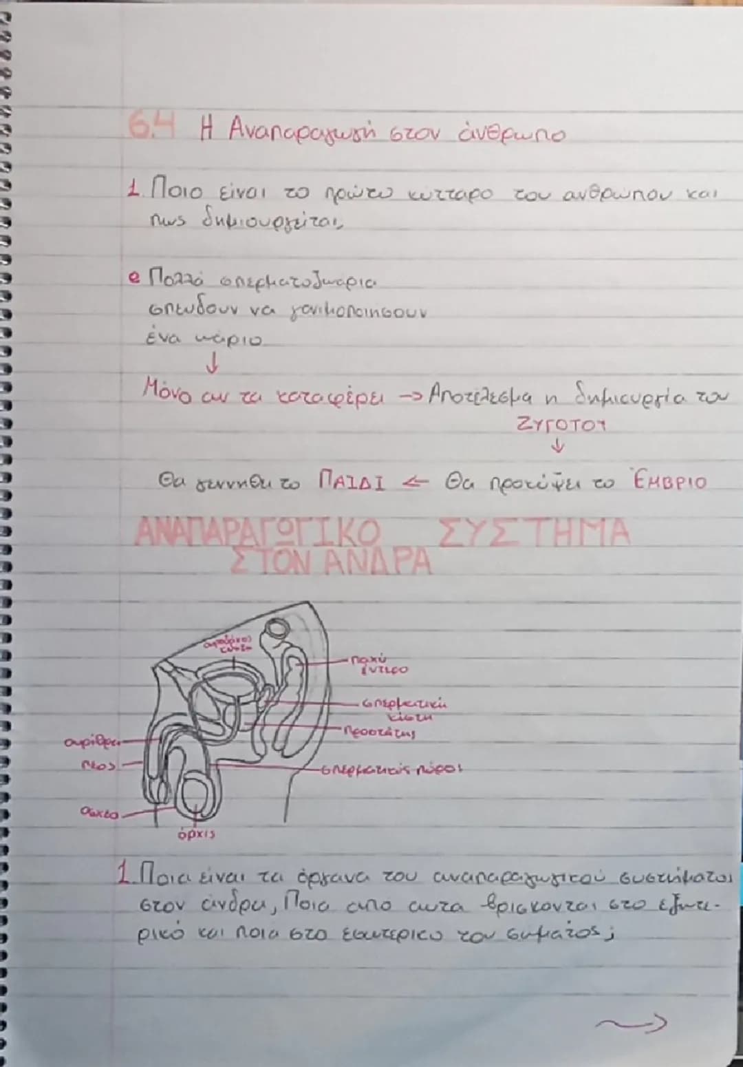 6. ΑΝΑΠΑΡΑΓΩΓΗ
6.1. Η αναπαραγωγή στους μονοκυτταρους οργανισμούς
1. Ποια λειτουργία των οργανισμών ονομάξεται αναπαρα
γωγή;
• Η λειτουργία 