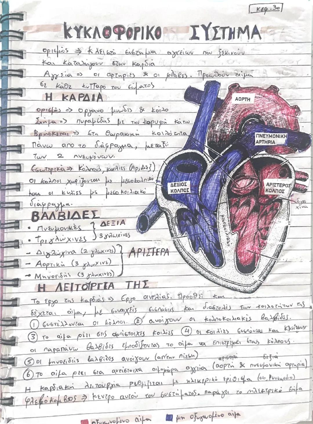 Το Κυκλοφορικό Σύστημα και η Καρδιά - Ανατομία Κεφάλαιο 3