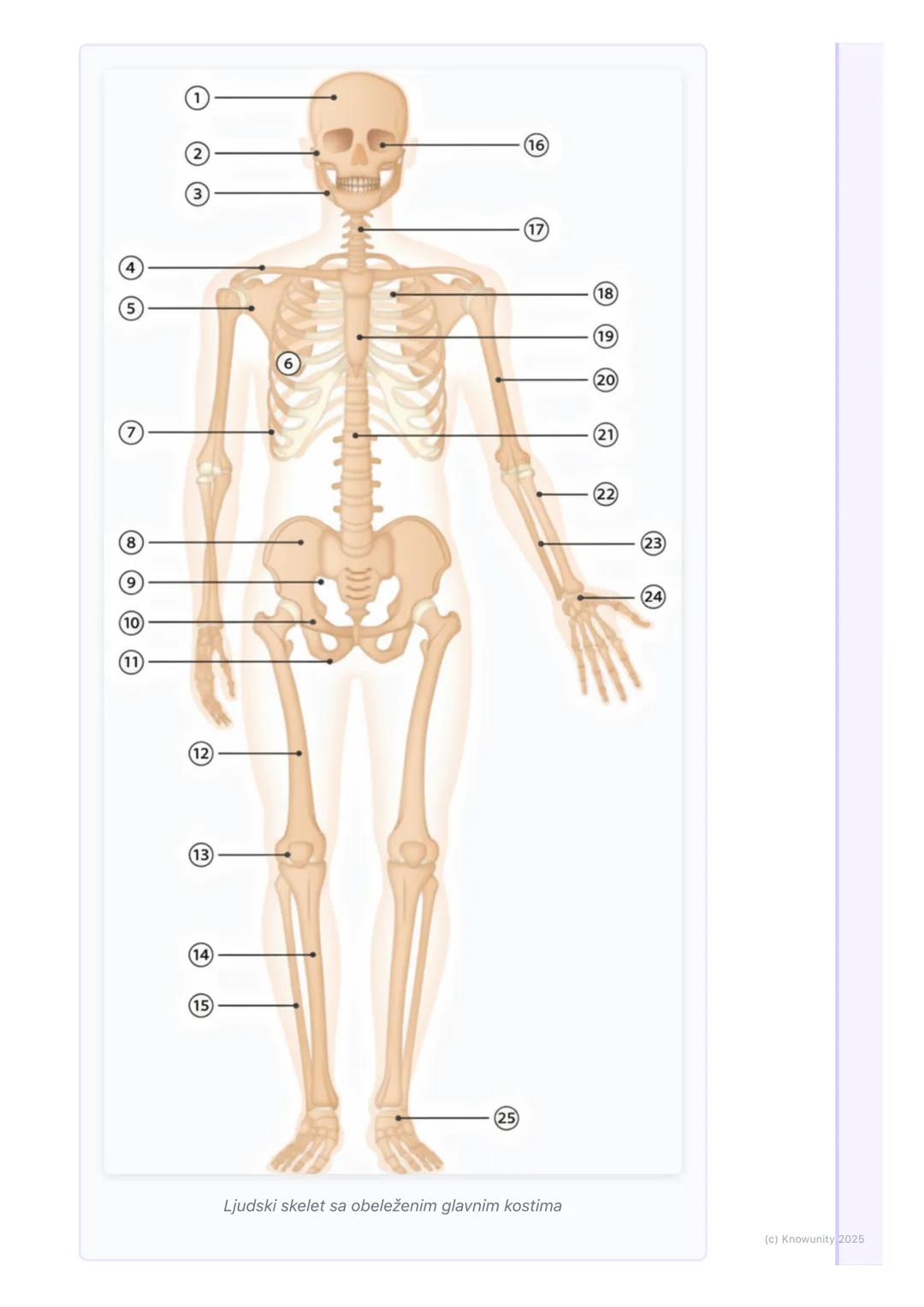 # Sistem za kretanje

Uvod u sistem za kretanje

Sistem za kretanje nam omogućava da se krećemo, daje potporu telu i štiti
unutrašnje organe
