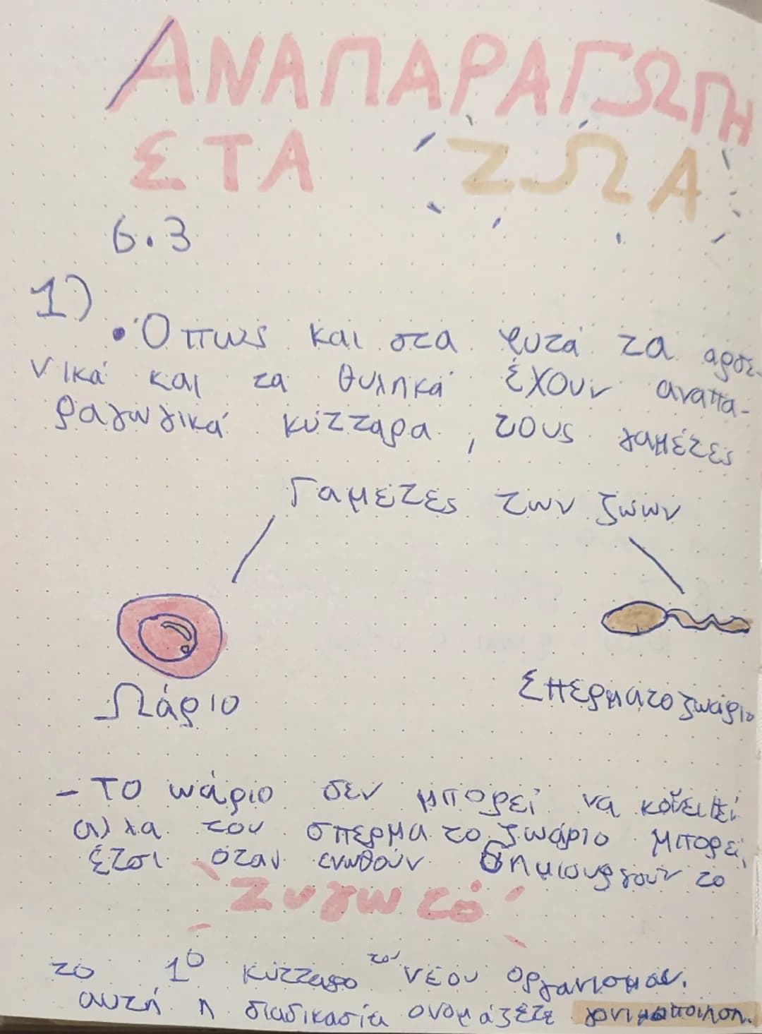 --- OCR Start ---
ΑΝΑΠΑΡΑΓΩΓΗ
ΣΤΑ ΖΩΑ
6.3
1) • Όπως και στα φυτά τα αρσε-νικά και τα θυλικά έχουν αναπα-ραγωγικά κύτταρα , τους γαμέτες
Γαμέ
