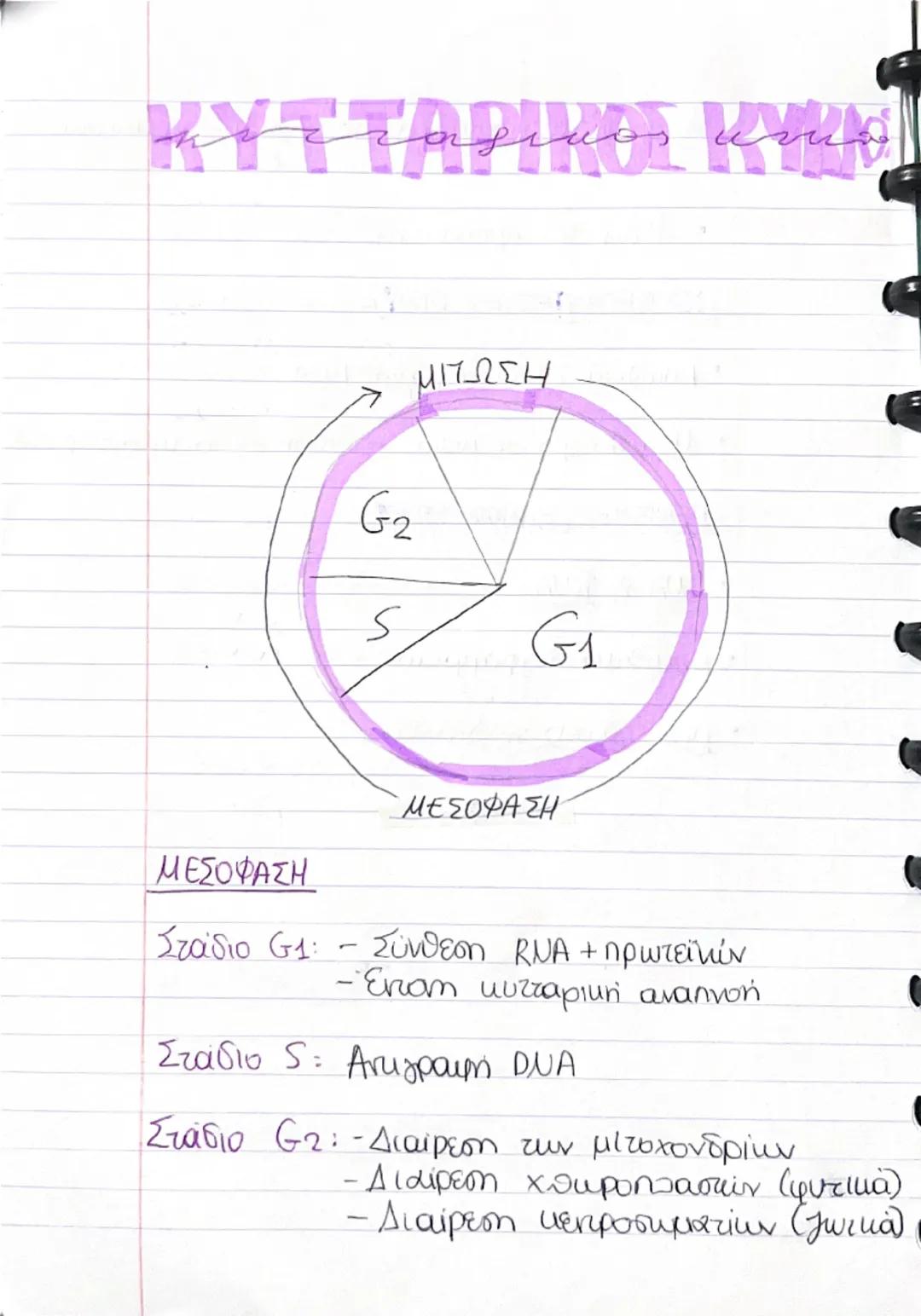 KYT TAPIROL KYLE
ΜΙΤΩΣΗ
G2
S
G1
ΜΕΣΟΦΑΣΗ
ΜΕΣΟΦΑΣΗ
Στάδιο G1: – Σύνθεση RNA + πρωτεϊνών
- Έντονη κυτταρική αναπνοή
Στάδιο S: Αντιγραφή DNA
Στ