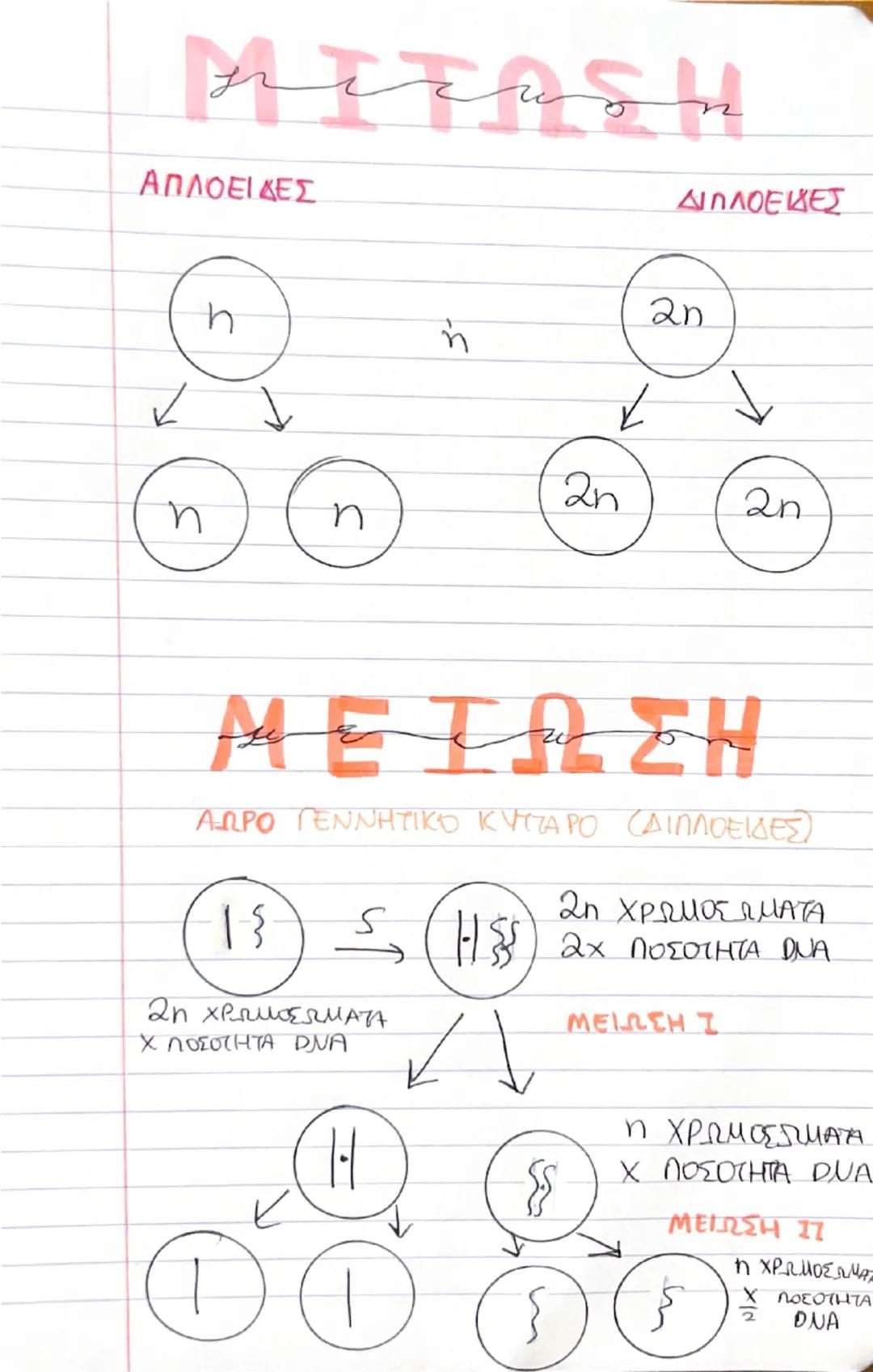 KYT TAPIROL KYLE
ΜΙΤΩΣΗ
G2
S
G1
ΜΕΣΟΦΑΣΗ
ΜΕΣΟΦΑΣΗ
Στάδιο G1: – Σύνθεση RNA + πρωτεϊνών
- Έντονη κυτταρική αναπνοή
Στάδιο S: Αντιγραφή DNA
Στ