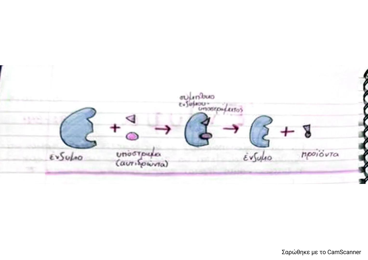 # πέργεια
# ενέργεια
# Ένζυμα
σελ 82-841
- Για να πραγματοποιηθούν οι αντιδράσεις (ενδόθερμες και
εξώθερμες) χρειάζεται να προσφέρωμε έν