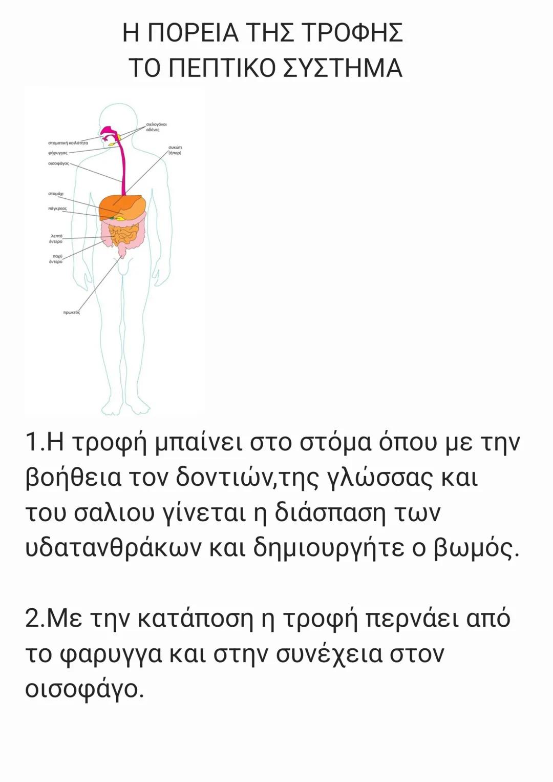 # Η ΠΟΡΕΙΑ ΤΗΣ ΤΡΟΦΗΣ
# ΤΟ ΠΕΠΤΙΚΟ ΣΥΣΤΗΜΑ
1.Η τροφή μπαίνει στο στόμα όπου με την
βοήθεια τον δοντιών,της γλώσσας και
tου σαλιου γίνεται η