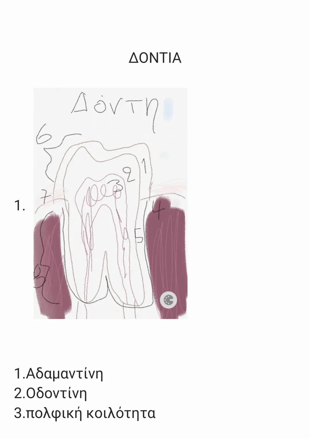 # Η ΠΟΡΕΙΑ ΤΗΣ ΤΡΟΦΗΣ
# ΤΟ ΠΕΠΤΙΚΟ ΣΥΣΤΗΜΑ
1.Η τροφή μπαίνει στο στόμα όπου με την
βοήθεια τον δοντιών,της γλώσσας και
tου σαλιου γίνεται η