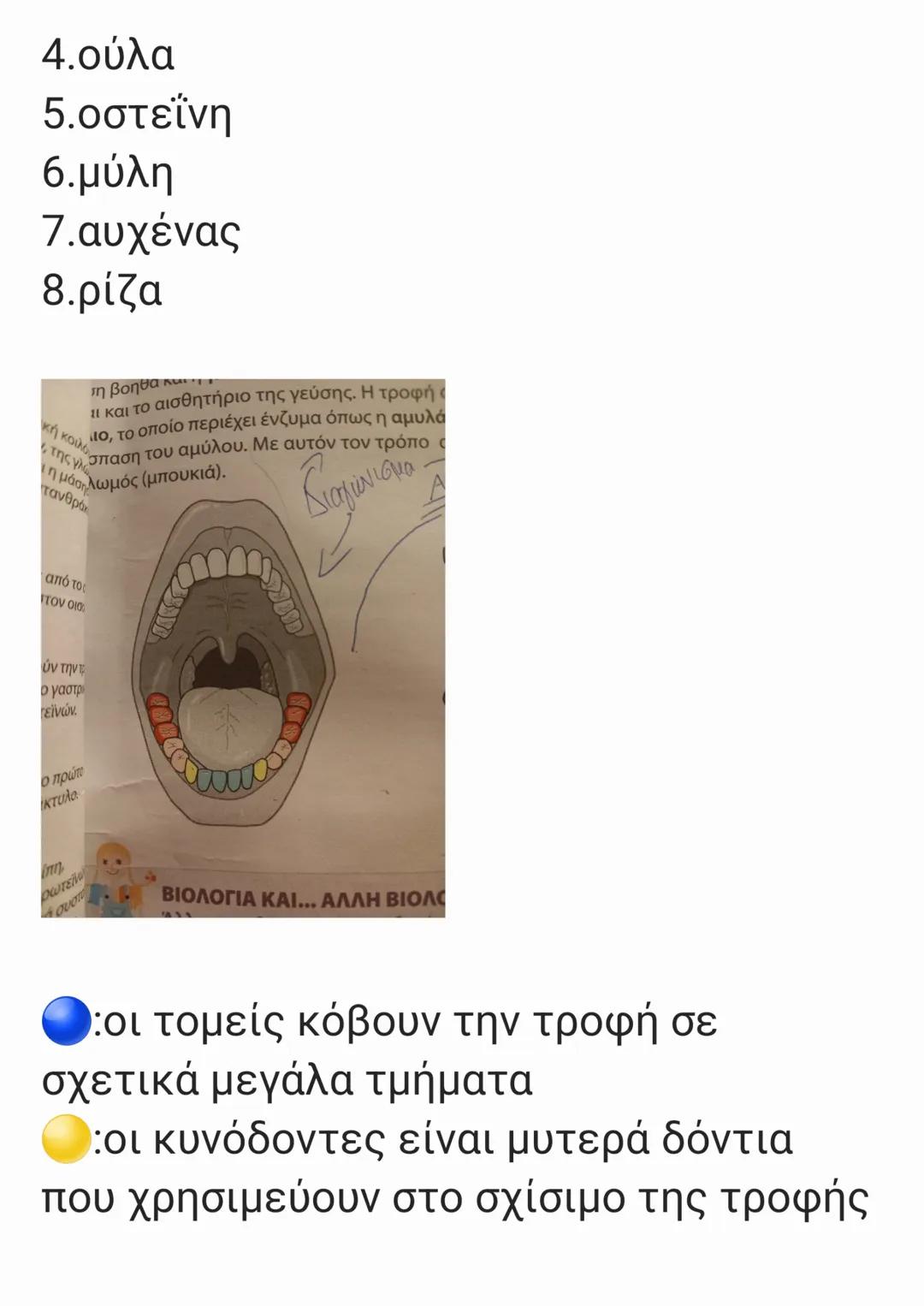 # Η ΠΟΡΕΙΑ ΤΗΣ ΤΡΟΦΗΣ
# ΤΟ ΠΕΠΤΙΚΟ ΣΥΣΤΗΜΑ
1.Η τροφή μπαίνει στο στόμα όπου με την
βοήθεια τον δοντιών,της γλώσσας και
tου σαλιου γίνεται η