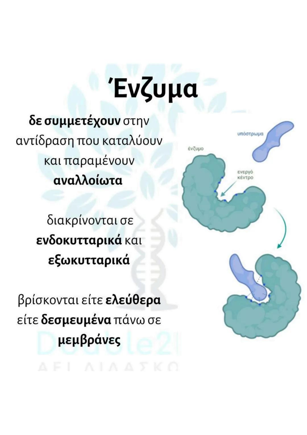 # Ένζυμα
δε συμμετέχουν στην
αντίδραση που καταλύουν
και παραμένουν
αναλλοίωτα
διακρίνονται σε
ενδοκυτταρικά και
εξωκυτταρικά
βρίσκονται