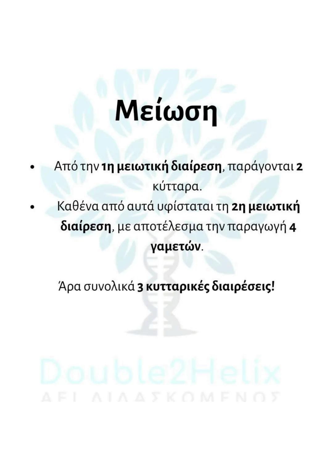 # Μείωση
- γίνεται σε μια ειδική κατηγορία διπλοειδών
κυττάρων (άωρα γεννητικά κύτταρα).
- μετά τον αυτοδιπλασιασμό του DNA γίνονται δύο
δ