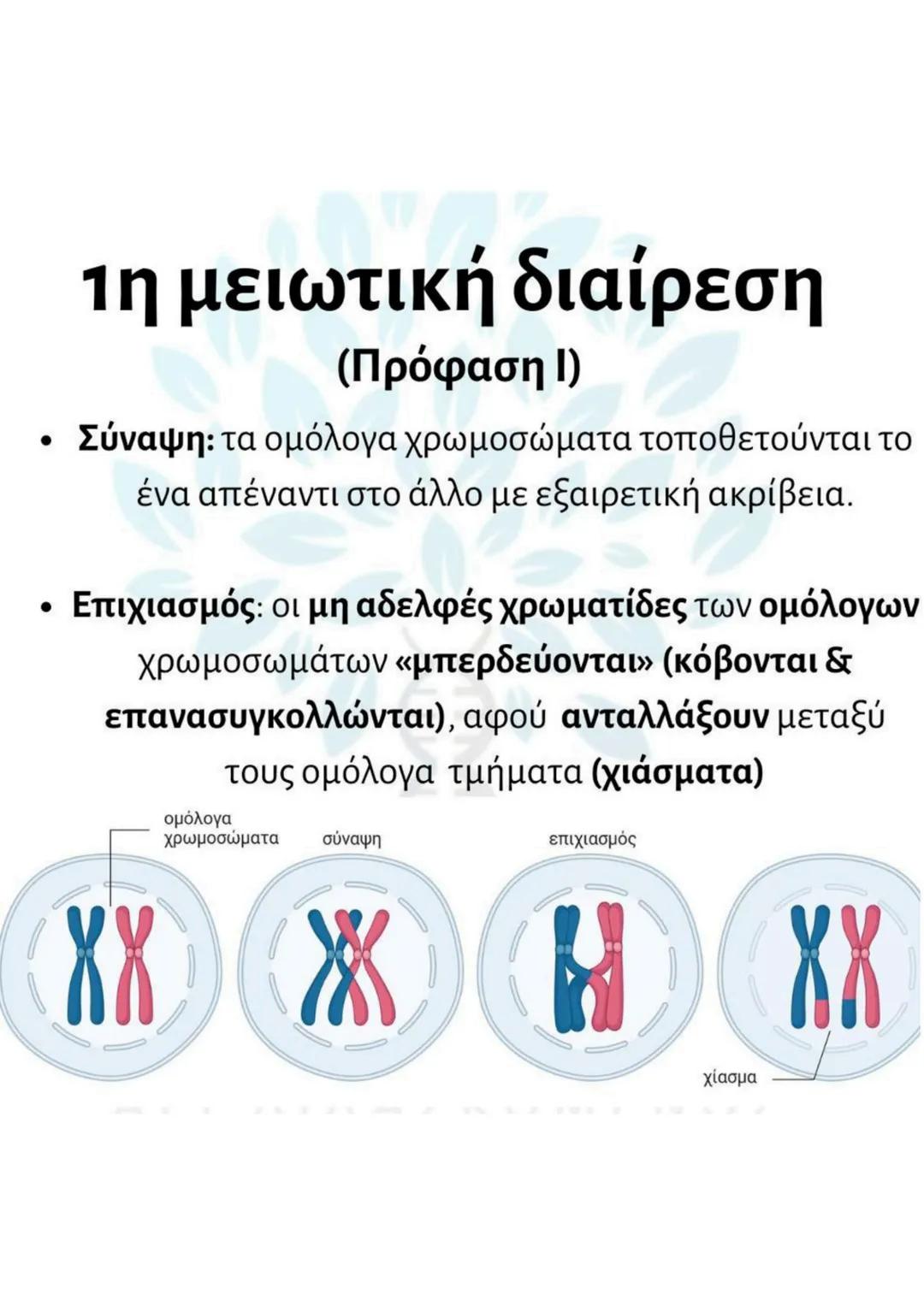 # Μείωση
- γίνεται σε μια ειδική κατηγορία διπλοειδών
κυττάρων (άωρα γεννητικά κύτταρα).
- μετά τον αυτοδιπλασιασμό του DNA γίνονται δύο
δ