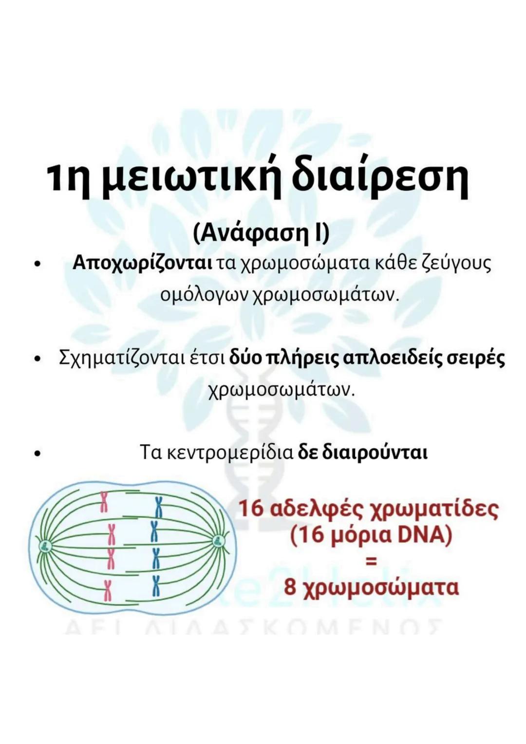 # Μείωση
- γίνεται σε μια ειδική κατηγορία διπλοειδών
κυττάρων (άωρα γεννητικά κύτταρα).
- μετά τον αυτοδιπλασιασμό του DNA γίνονται δύο
δ
