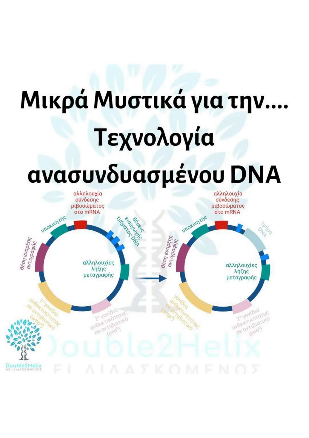 # Μεταφορά
ανασυνδυασμένου DNA
str
ενδιαφέροντος
DNA
μη
μετασχηματισμένο
βακτήριο
ΔΕΙ
amp<sup>r</sup>
Str
str
DNA
ενδιαφέροντος
μετασχη