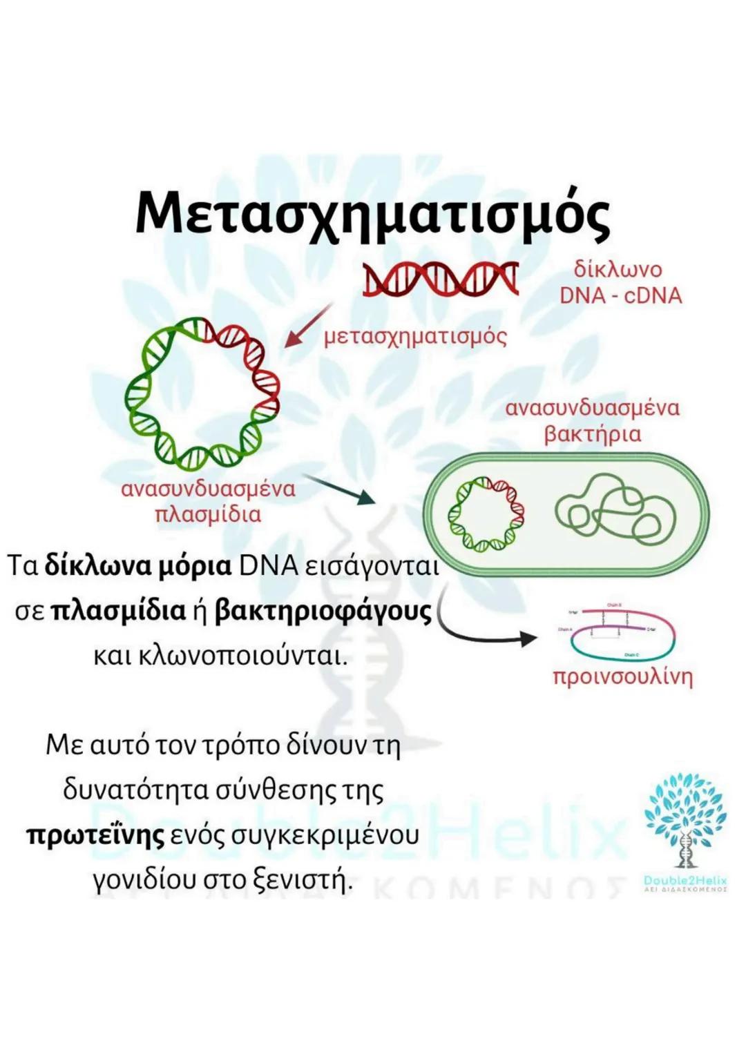 # Μεταφορά
ανασυνδυασμένου DNA
str
ενδιαφέροντος
DNA
μη
μετασχηματισμένο
βακτήριο
ΔΕΙ
amp<sup>r</sup>
Str
str
DNA
ενδιαφέροντος
μετασχη
