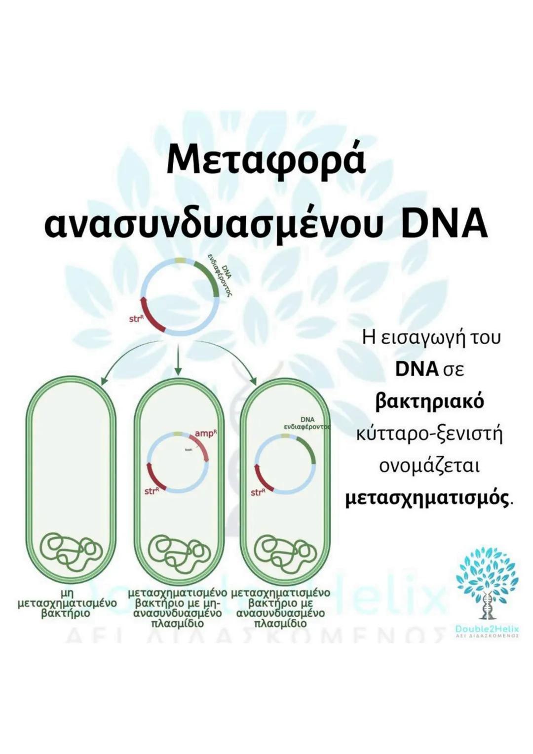 # Μεταφορά
ανασυνδυασμένου DNA
str
ενδιαφέροντος
DNA
μη
μετασχηματισμένο
βακτήριο
ΔΕΙ
amp<sup>r</sup>
Str
str
DNA
ενδιαφέροντος
μετασχη