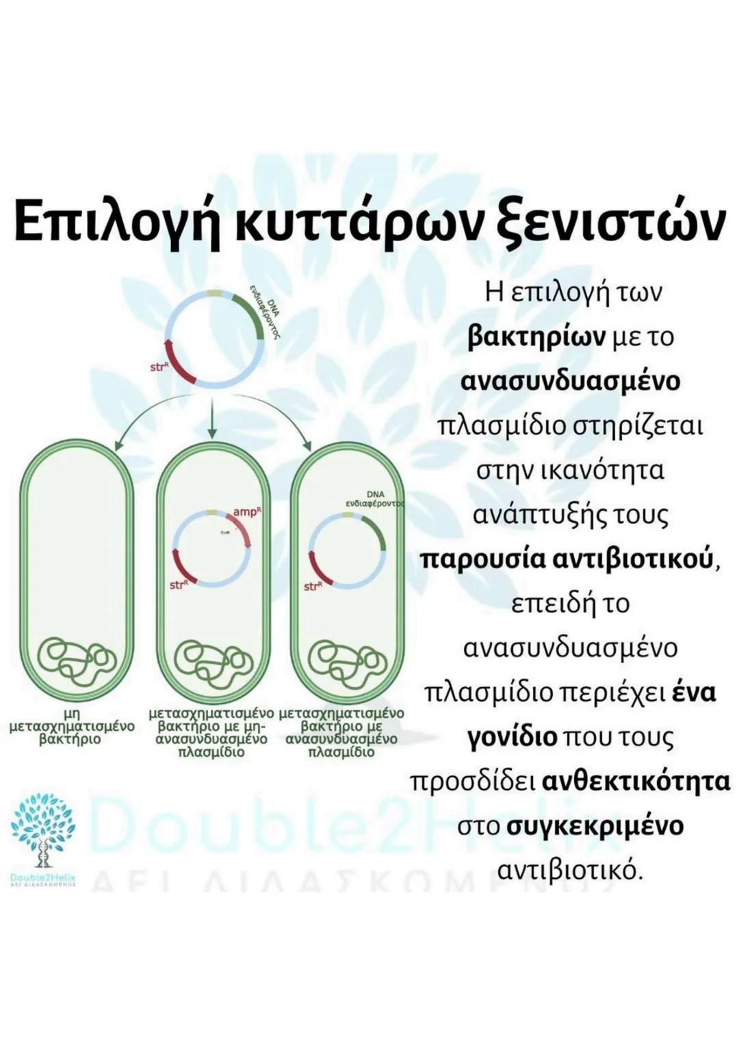 # Μεταφορά
ανασυνδυασμένου DNA
str
ενδιαφέροντος
DNA
μη
μετασχηματισμένο
βακτήριο
ΔΕΙ
amp<sup>r</sup>
Str
str
DNA
ενδιαφέροντος
μετασχη
