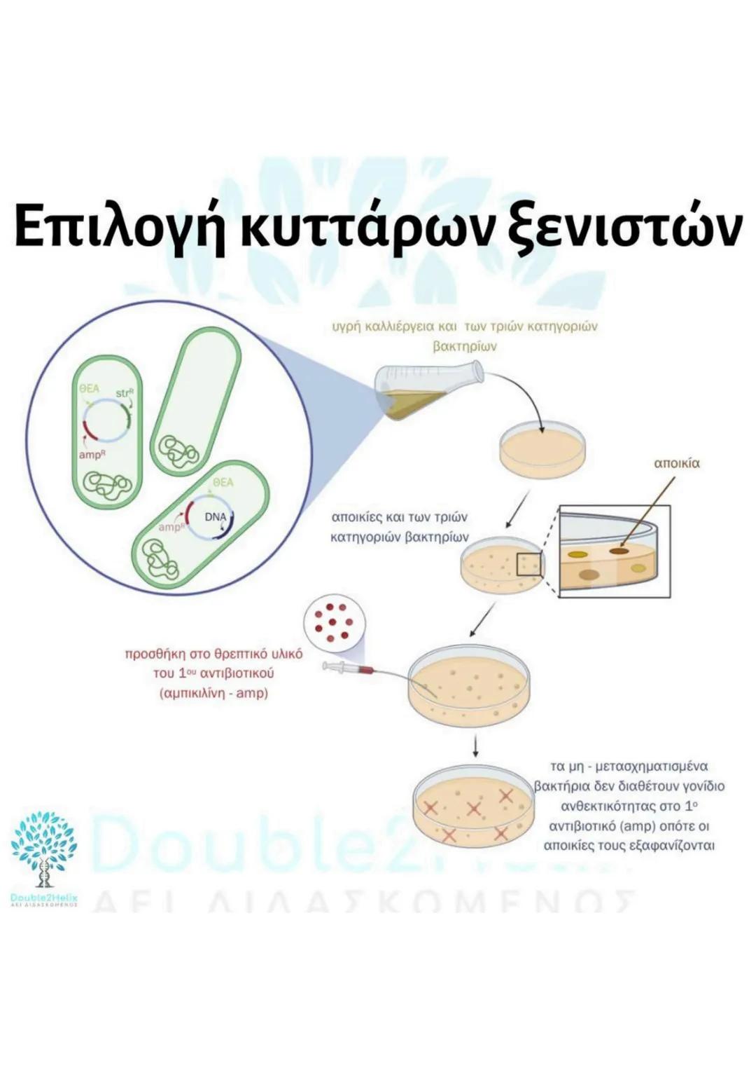# Μεταφορά
ανασυνδυασμένου DNA
str
ενδιαφέροντος
DNA
μη
μετασχηματισμένο
βακτήριο
ΔΕΙ
amp<sup>r</sup>
Str
str
DNA
ενδιαφέροντος
μετασχη