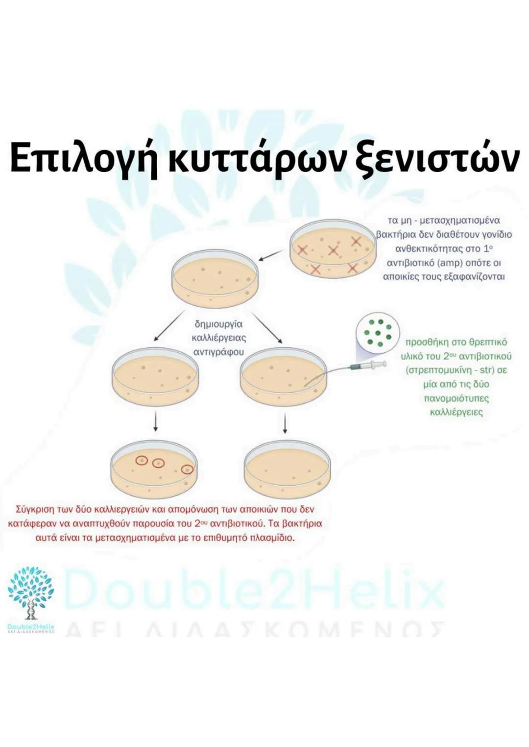 # Μεταφορά
ανασυνδυασμένου DNA
str
ενδιαφέροντος
DNA
μη
μετασχηματισμένο
βακτήριο
ΔΕΙ
amp<sup>r</sup>
Str
str
DNA
ενδιαφέροντος
μετασχη