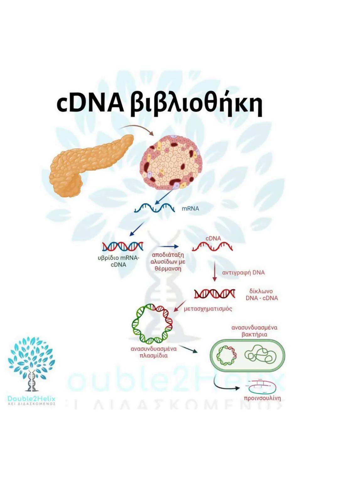 # Μεταφορά
ανασυνδυασμένου DNA
str
ενδιαφέροντος
DNA
μη
μετασχηματισμένο
βακτήριο
ΔΕΙ
amp<sup>r</sup>
Str
str
DNA
ενδιαφέροντος
μετασχη