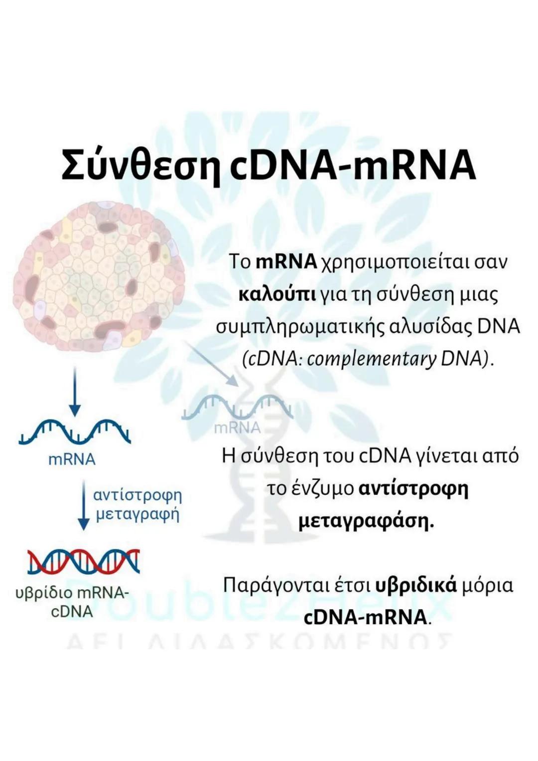 # Μεταφορά
ανασυνδυασμένου DNA
str
ενδιαφέροντος
DNA
μη
μετασχηματισμένο
βακτήριο
ΔΕΙ
amp<sup>r</sup>
Str
str
DNA
ενδιαφέροντος
μετασχη