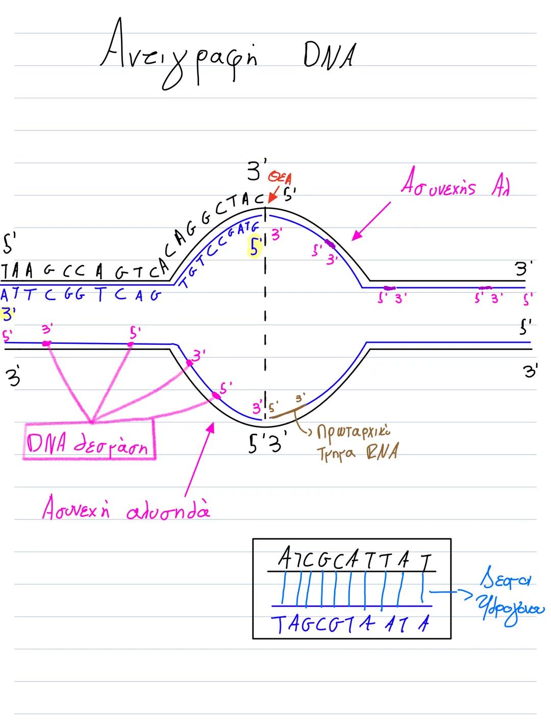 S'
Αντιγραφή DNA
3' ΘΕΑ
ACA G G C TAC 5'
TaTCCG ATG
TAAGCCAGTCAG
ATT CGGTCAG
3'
3
5'
3'
5'3'
53
53'
Ασυνεχής Αλ
3
5' 3' 5'
5'
3'
3
DNA δεσμά