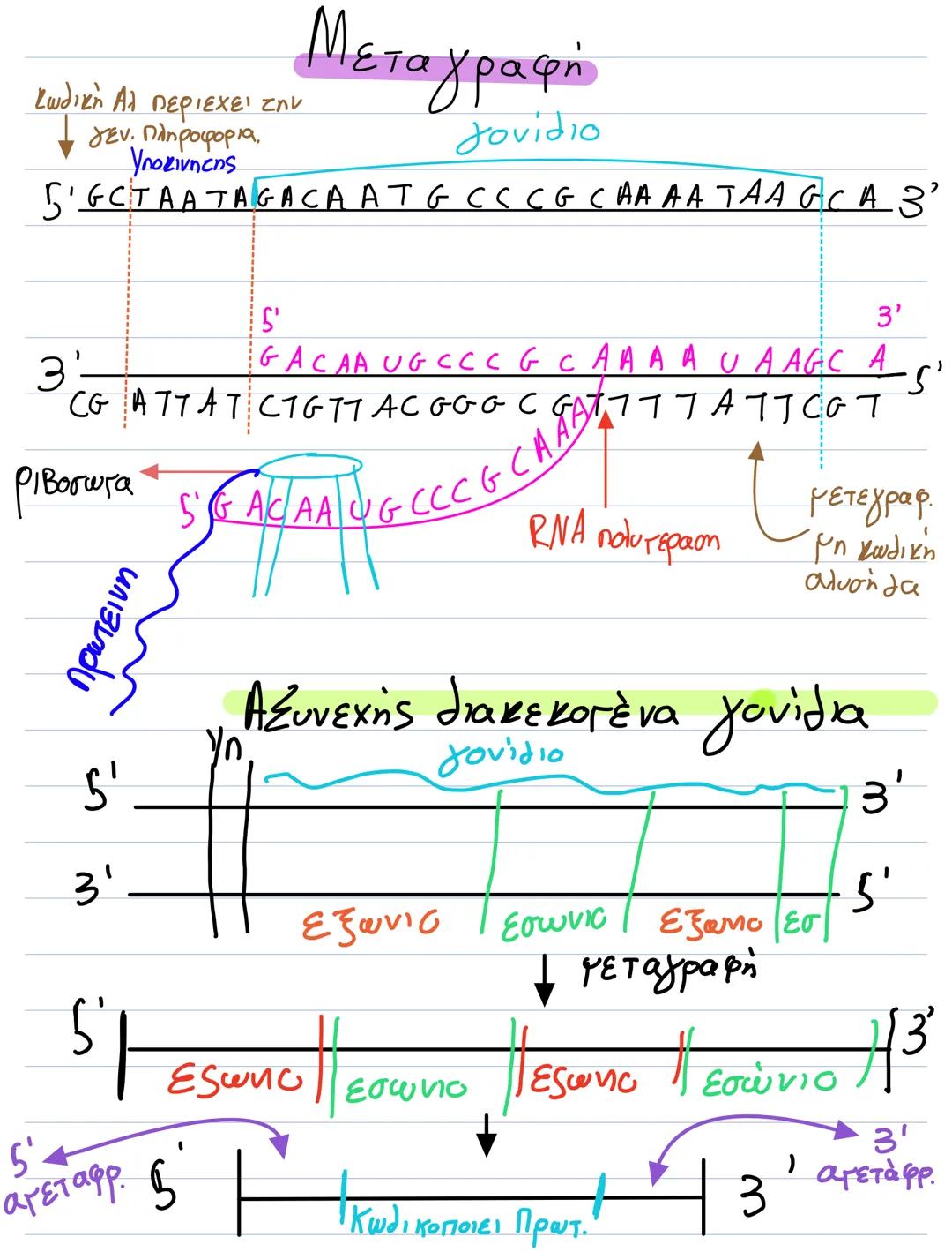 S'
Αντιγραφή DNA
3' ΘΕΑ
ACA G G C TAC 5'
TaTCCG ATG
TAAGCCAGTCAG
ATT CGGTCAG
3'
3
5'
3'
5'3'
53
53'
Ασυνεχής Αλ
3
5' 3' 5'
5'
3'
3
DNA δεσμά