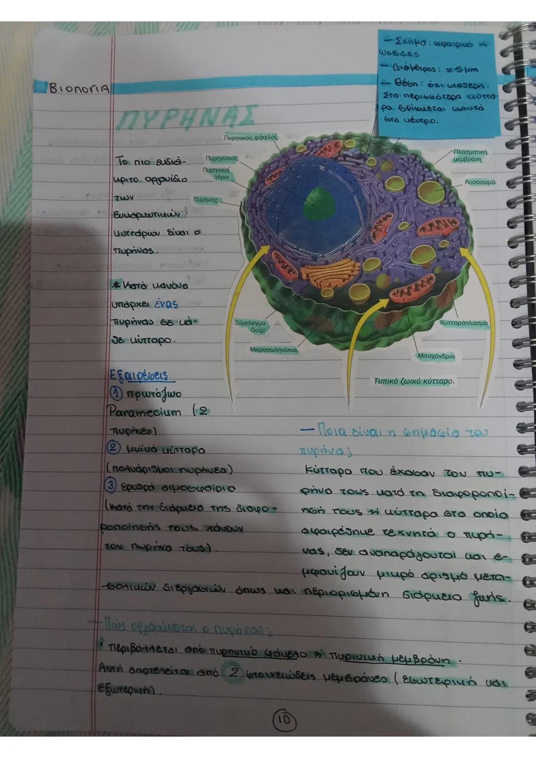 Bionoria
ΠΥΡΗΝΑΣ
Πυρηνικός φάκελος
Το πιο ευδιά
Πυρηνίσκος
κριτο ορφνίδιο
Πυρηνικοί
πόροι
των
Πυρήνας
- Σχήμα: σφαιρικό
WOBSES
- Διάμετρος: