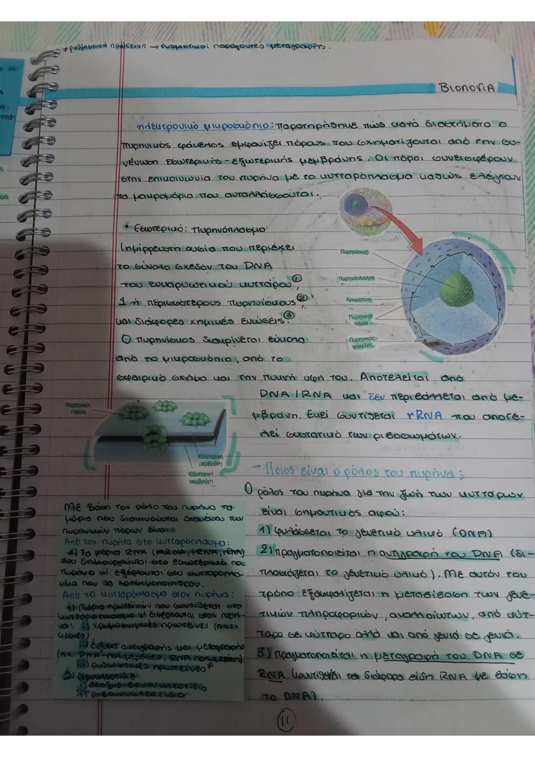 Bionoria
ΠΥΡΗΝΑΣ
Πυρηνικός φάκελος
Το πιο ευδιά
Πυρηνίσκος
κριτο ορφνίδιο
Πυρηνικοί
πόροι
των
Πυρήνας
- Σχήμα: σφαιρικό
WOBSES
- Διάμετρος: