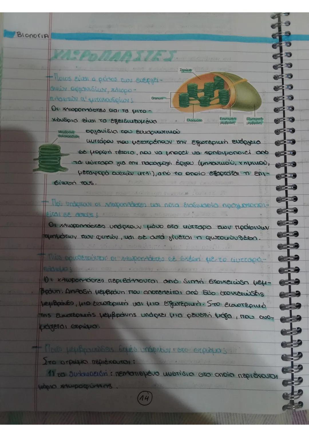 Bionoria
ΧΛΩΡΟΠΛΑΣ765
- Ποιος είναι ο ρόλος των ενεργεί
σκών οργανιδίων, χλωρο
πλοιπών α' μιτοχονδρίων
Οι χλωροπλάστες και τα μιτο
Granum
χό