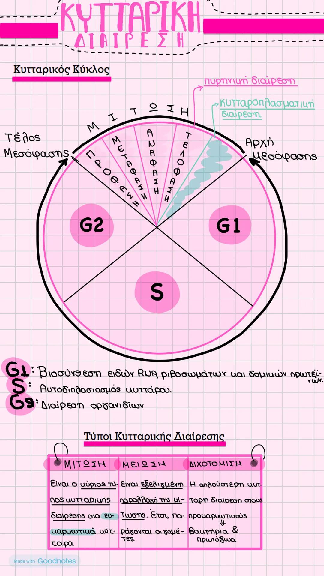 Κυτταρική Διαίρεση 💕