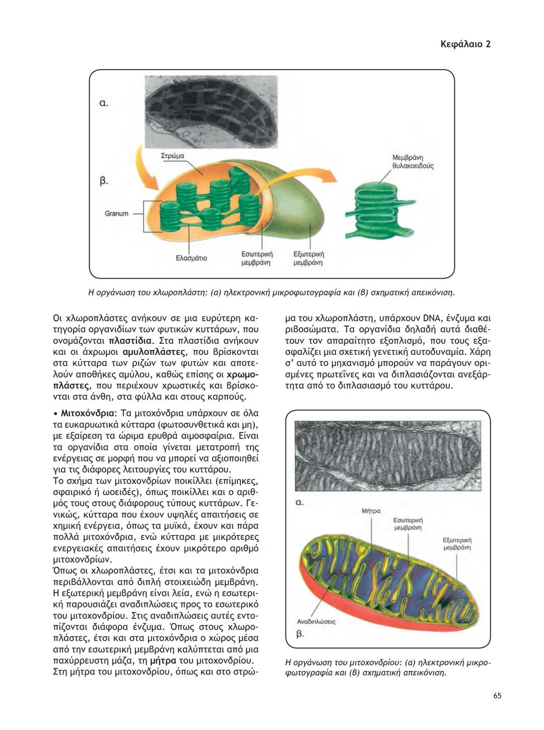 ΥΠΟΥΡΓΕΙΟ ΠΑΙΔΕΙΑΣ ΚΑΙ ΘΡΗΣΚΕΥΜΑΤΩΝ
ΙΝΣΤΙΤΟΥΤΟ ΕΚΠΑΙΔΕΥΤΙΚΗΣ ΠΟΛΙΤΙΚΗΣ
ΒΙΟΛΟΓΙΑ
ΤΕΥΧΟΣ Α΄
Γ΄ ΓΕΝΙΚΟΥ ΛΥΚΕΙΟΥ
Ομάδας Προσανατολισμού Θετικ