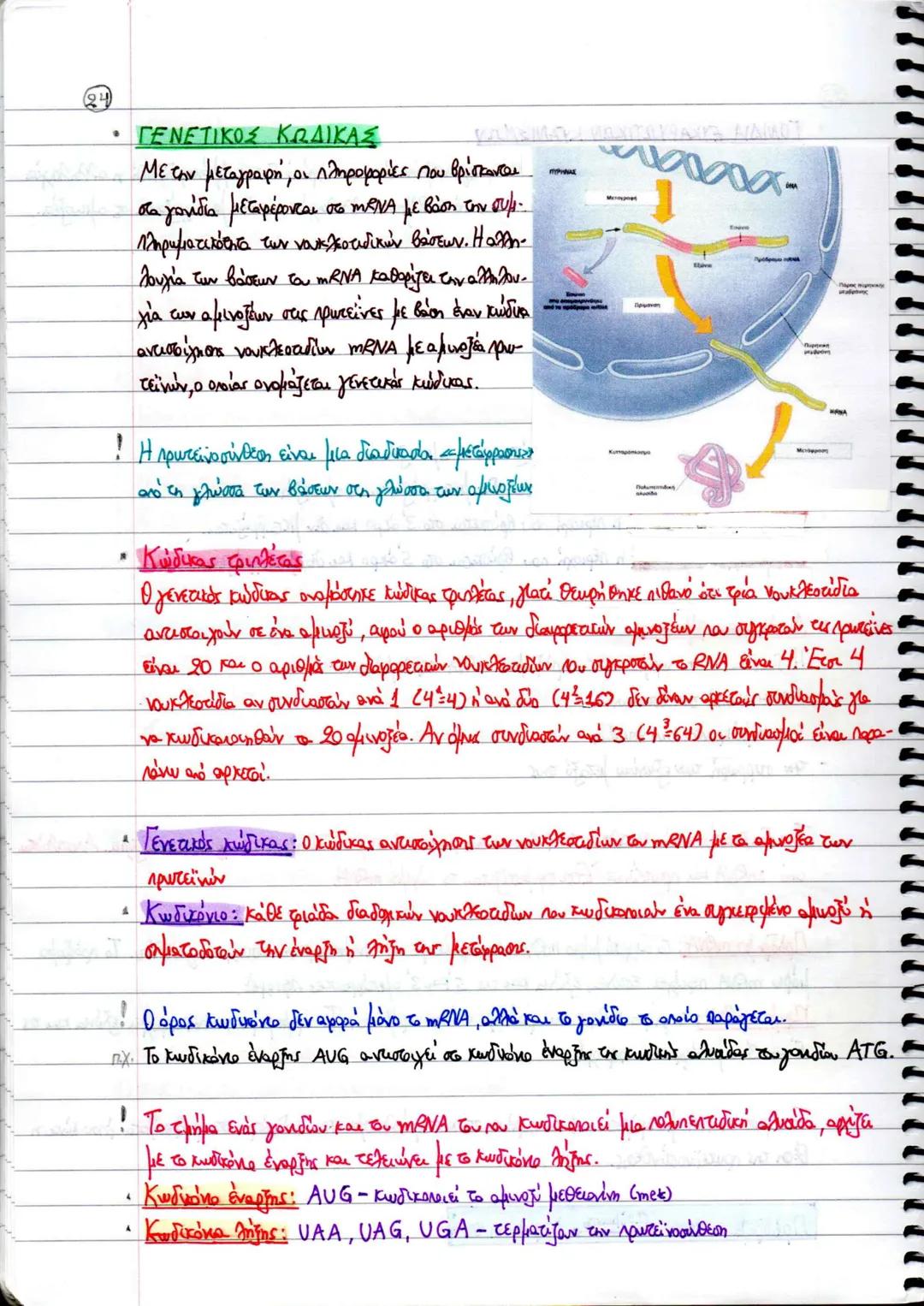 ΚΕΦΑΛΑΙΟ 2
ΑΝΤΙΓΡΑΦΗ, ΕΚΦΡΑΣΗ ΚΑΙ ΡΥΘΜΙΣΗ ΤΗΣ ΓΕΝΕΤΙΚΗΣ ΠΛΗΡΟΦΟΡΙΑΣ
4. ΑΝΤΙΓΡΑΦΗ ΤΟΥ ΔΝΑ
* Ημισυντηριστικός μηχανισμός διπλασιασμού ΟΝΑ