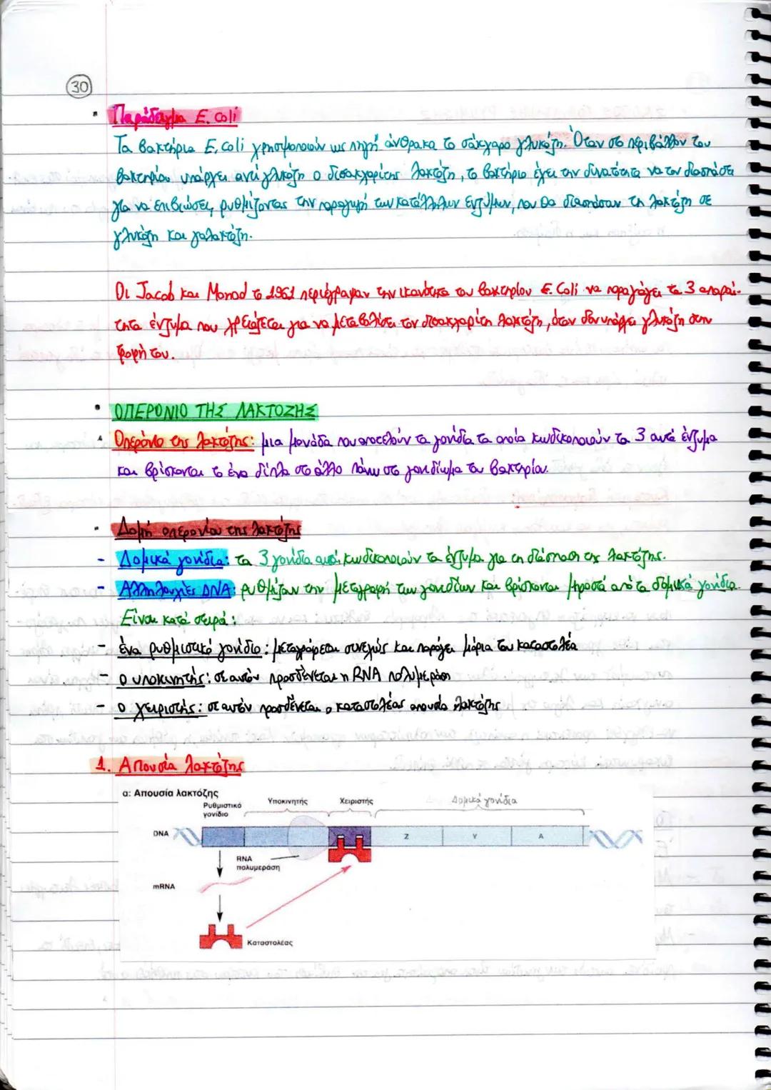 ΚΕΦΑΛΑΙΟ 2
ΑΝΤΙΓΡΑΦΗ, ΕΚΦΡΑΣΗ ΚΑΙ ΡΥΘΜΙΣΗ ΤΗΣ ΓΕΝΕΤΙΚΗΣ ΠΛΗΡΟΦΟΡΙΑΣ
4. ΑΝΤΙΓΡΑΦΗ ΤΟΥ ΔΝΑ
* Ημισυντηριστικός μηχανισμός διπλασιασμού ΟΝΑ