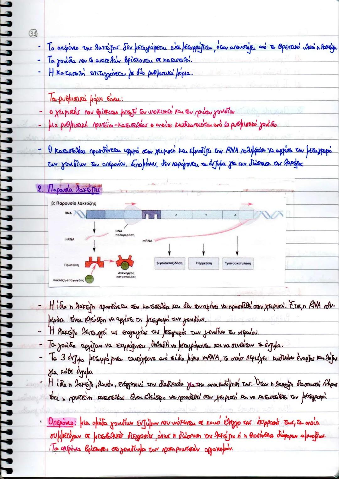 ΚΕΦΑΛΑΙΟ 2
ΑΝΤΙΓΡΑΦΗ, ΕΚΦΡΑΣΗ ΚΑΙ ΡΥΘΜΙΣΗ ΤΗΣ ΓΕΝΕΤΙΚΗΣ ΠΛΗΡΟΦΟΡΙΑΣ
4. ΑΝΤΙΓΡΑΦΗ ΤΟΥ ΔΝΑ
* Ημισυντηριστικός μηχανισμός διπλασιασμού ΟΝΑ